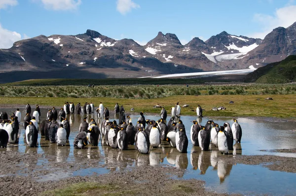 King Penguins en las llanuras de Salisbury — Foto de Stock