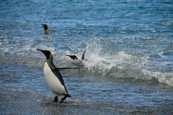 Rei Pinguins nas planícies de Salisbury — Fotografia de Stock