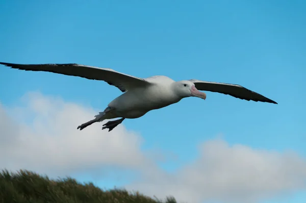 Wandering albatross in vlucht — Stockfoto