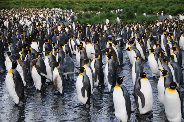 Kral penguenler altın liman — Stok fotoğraf