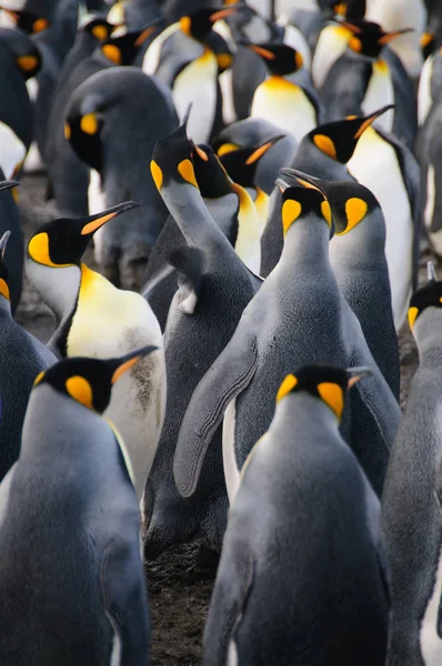 Kral penguenler altın liman — Stok fotoğraf