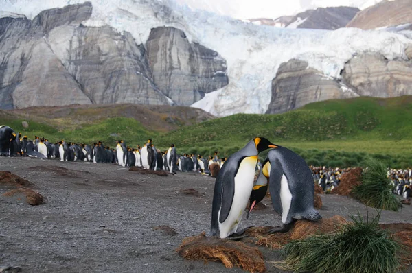 Király arany kikötőjére pingvinek — Stock Fotó