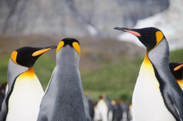 Kung pingviner på Gold Harbour — Stockfoto