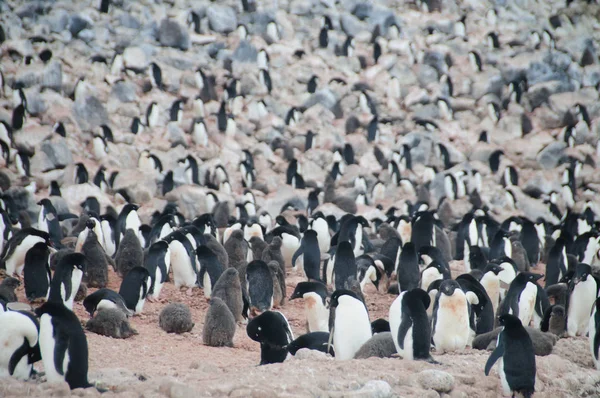 Adéliepinguïns op Paulet eiland — Stockfoto