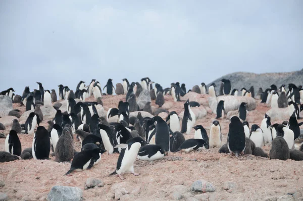 Pinguini di Adelie sull'isola di Paulet — Foto Stock