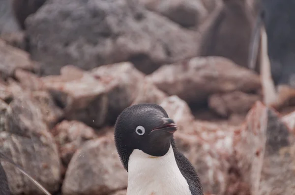 Adelie Penguins na ostrově Paulet — Stock fotografie