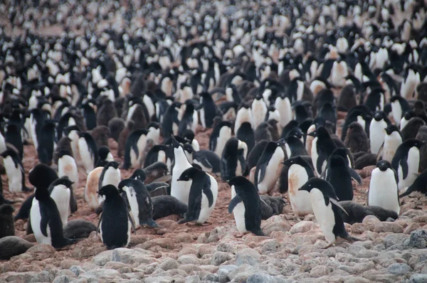 Pingüinos Adelie en la isla Paulet —  Fotos de Stock