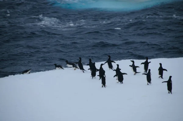 阿德利企鹅在威德尔海的冰架上 — 图库照片