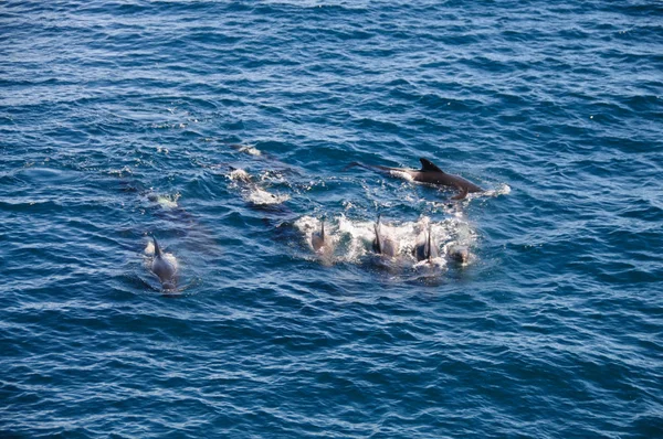 Balene pilota a pinna lunga — Foto Stock