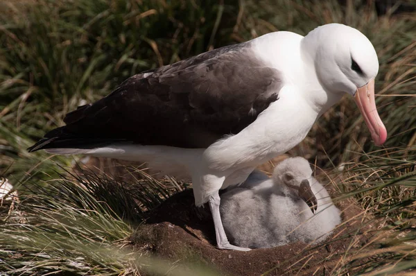Albatros de cejas negras en Westpoint Island — Foto de Stock