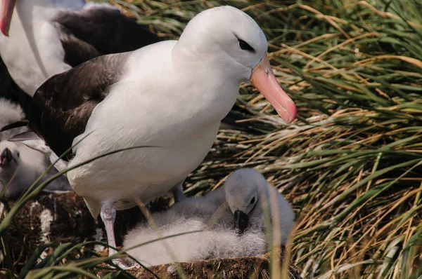 Albatros de cejas negras en Westpoint Island — Foto de Stock
