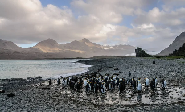 Королівські пінгвіни в Fortuna Bay — стокове фото