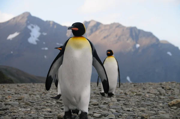 Kral penguenler Fortuna koyunda — Stok fotoğraf