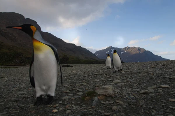 Raja pinguin di Teluk Fortuna — Stok Foto