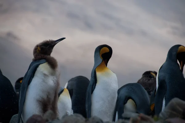 Βασιλικοί πιγκουίνοι στο Fortuna Bay — Φωτογραφία Αρχείου