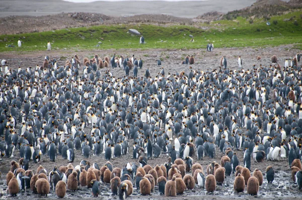 Re Pinguini a Fortuna Bay — Foto Stock