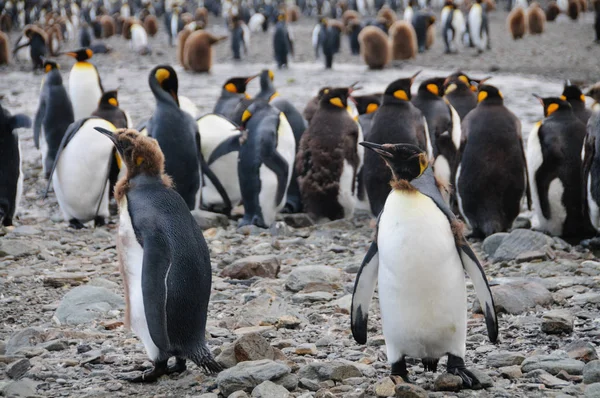 Kral penguenler Fortuna koyunda — Stok fotoğraf