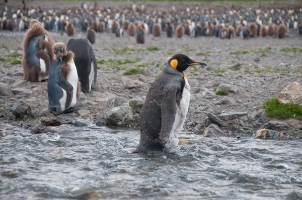 Re Pinguini a Fortuna Bay — Foto Stock