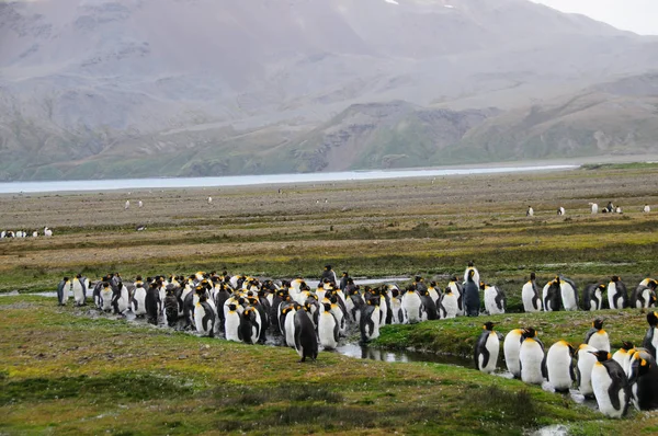 Re Pinguini a Fortuna Bay — Foto Stock