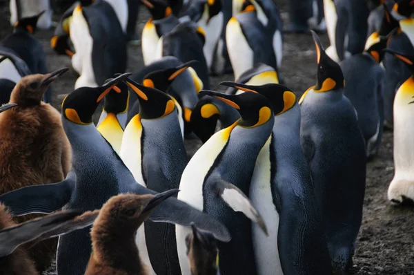 Kral penguenler altın liman — Stok fotoğraf