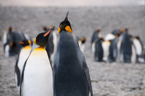 Kral penguenler Fortuna koyunda — Stok fotoğraf