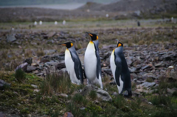 Королівські пінгвіни залицяння ритуалу в Fortuna Bay — стокове фото