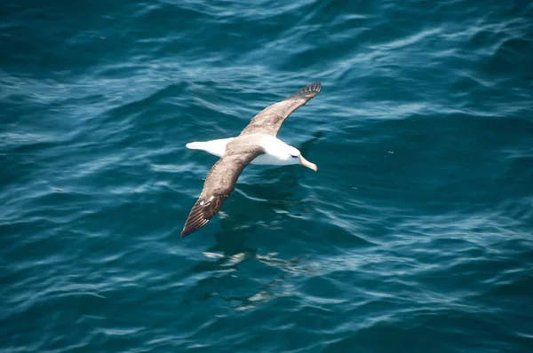 Albatros de cejas negras volando bajo —  Fotos de Stock