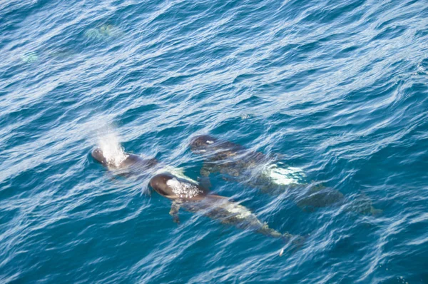 Hosszúszárnyú gömbölyűfejű-kísérleti bálnák — Stock Fotó