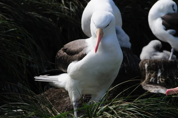 Svartbrynad Albatross på Westpoint ö — Stockfoto