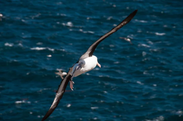 Black-Browed Albatross на острове Уэстпойнт — стоковое фото