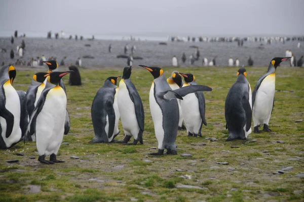 King Penguins on Salisbury plains — Stock Photo, Image