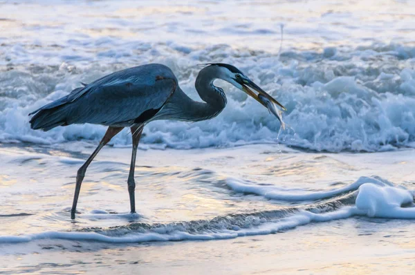 Blue Heron catching Fish — Stock Photo, Image