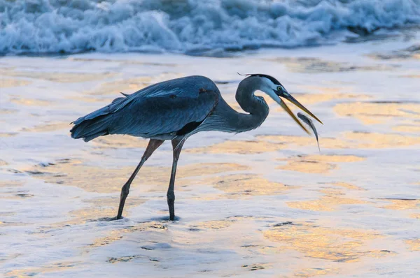 Blue Heron catching Fish — Stock Photo, Image