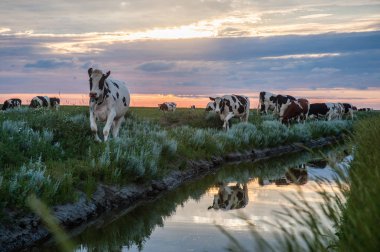 Frysian çamur düzlükler üzerinde inekler otlatma