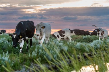 Frysian çamur düzlükler üzerinde inekler otlatma