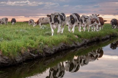 Frysian çamur düzlükler üzerinde inekler otlatma