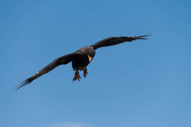Çizgili Caracara Falkland Adaları