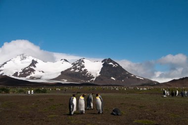 King Penguins on Salisbury plains clipart