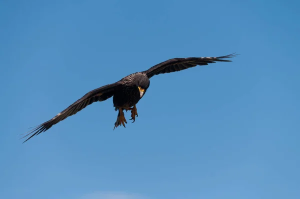 포클랜드 제도에 전기 Caracara — 스톡 사진