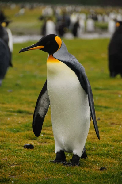 Rei Pinguins nas planícies de Salisbury — Fotografia de Stock