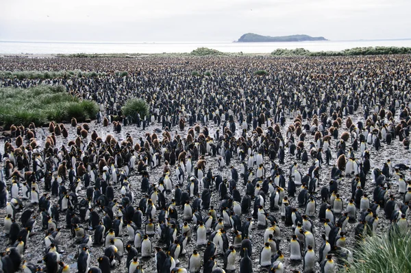 ソールズベリー平原のキング ペンギン — ストック写真