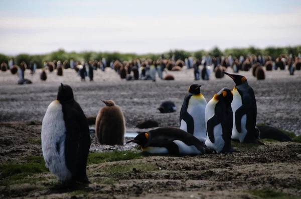 ソールズベリー平原のキング ペンギン — ストック写真