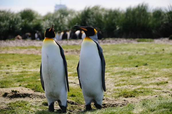 Salisbury ovada Kral penguenler — Stok fotoğraf