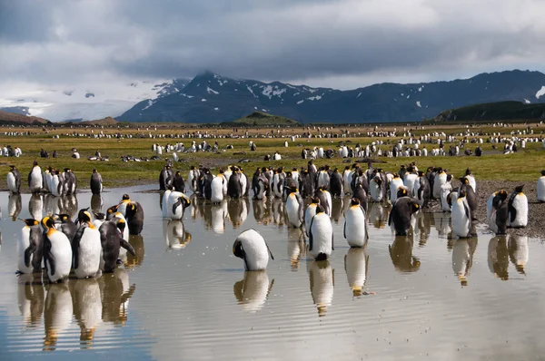 King Penguins en las llanuras de Salisbury — Foto de Stock