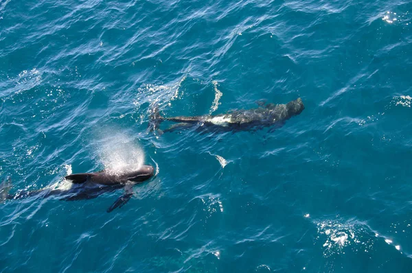 Wieloryby pilot długo żebrowane — Zdjęcie stockowe