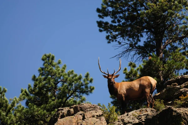 Alce de touro em pé em uma borda de montanha — Fotografia de Stock