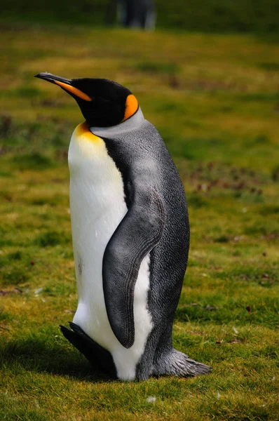 Kung pingviner på Salisbury plains — Stockfoto