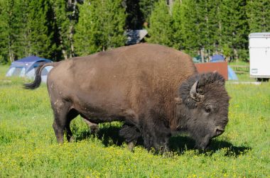 Yellowstone'da otlatma bison