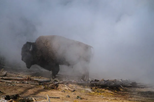 Amerikai bölény a Yellowstone — Stock Fotó