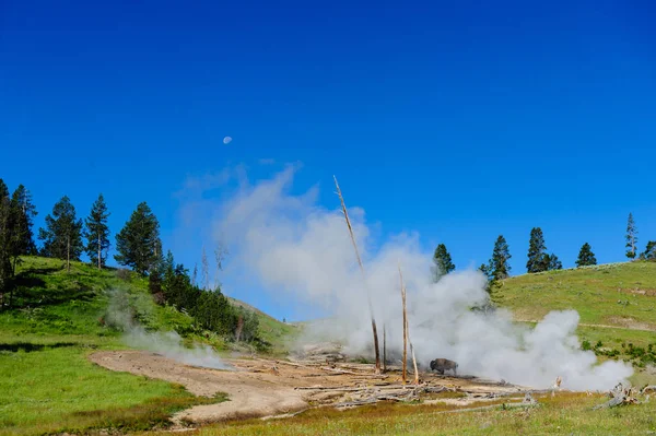 Bisonte americano a Yellowstone — Foto Stock